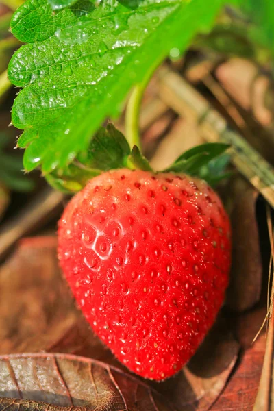 Frutilla — Foto de Stock