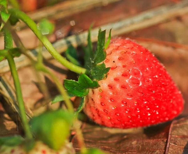 Frutilla — Foto de Stock