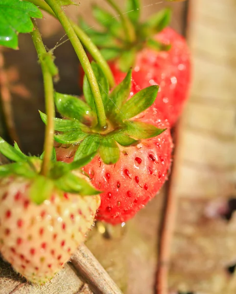 Frutilla —  Fotos de Stock