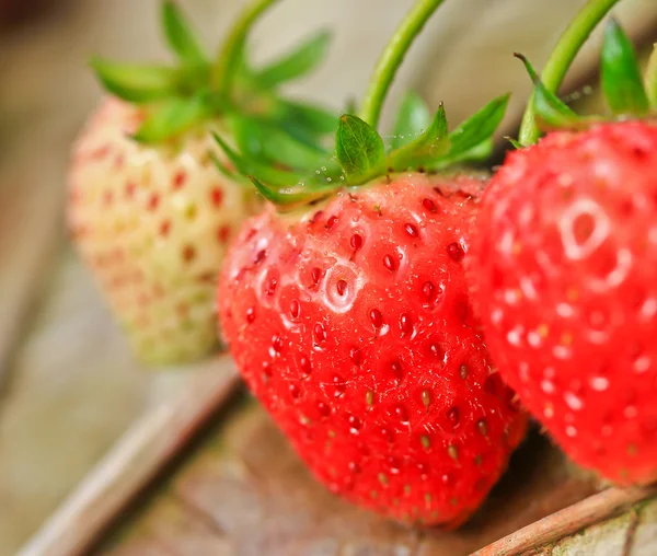 Frutilla — Foto de Stock