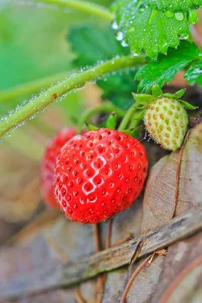 Morango — Fotografia de Stock