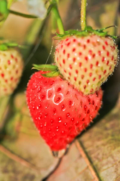 Frutilla — Foto de Stock