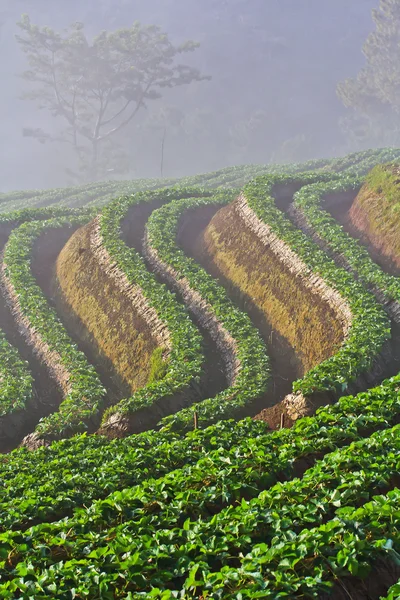 Strawberry Garden Gallery — Stock Photo, Image