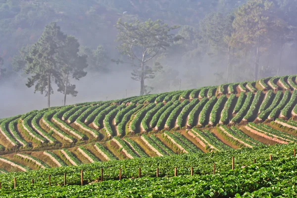 Strawberry Garden Gallery — Stock Photo, Image