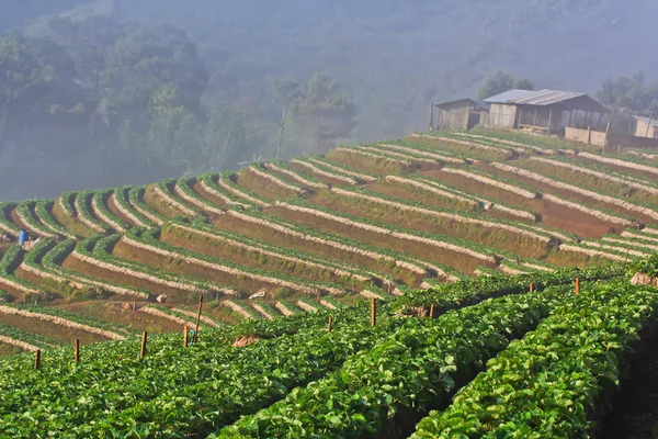 Strawberry Garden Gallery — Stock Photo, Image