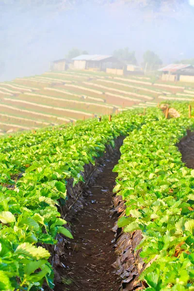 Strawberry trädgård Galleri — Stockfoto