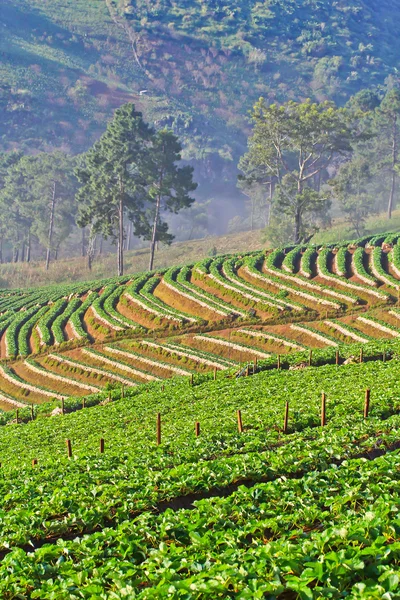 Strawberry trädgård Galleri — Stockfoto