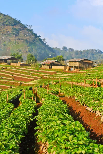 Strawberry Garden Gallery — Stock Photo, Image