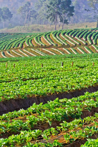 Strawberry trädgård Galleri — Stockfoto