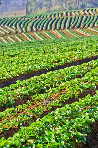 Aardbei tuin galerij — Stockfoto