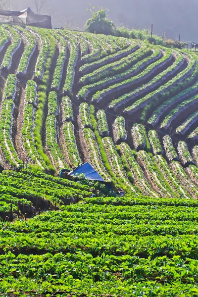 Strawberry trädgård Galleri — Stockfoto