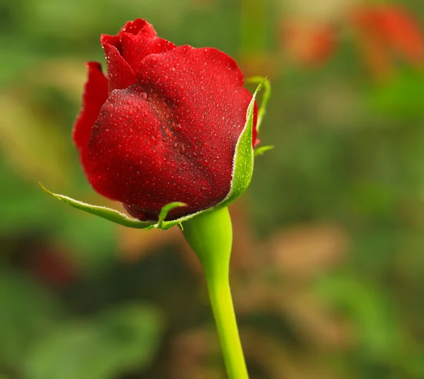 Uma rosa vermelha — Fotografia de Stock