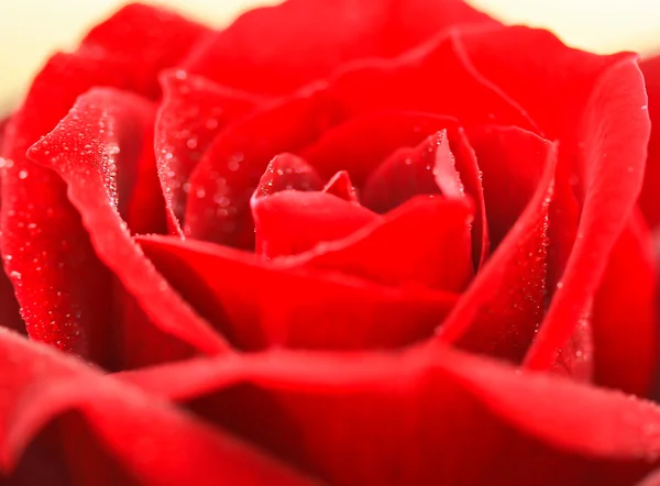 A red rose — Stock Photo, Image