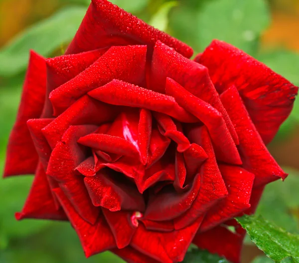 Una rosa roja —  Fotos de Stock