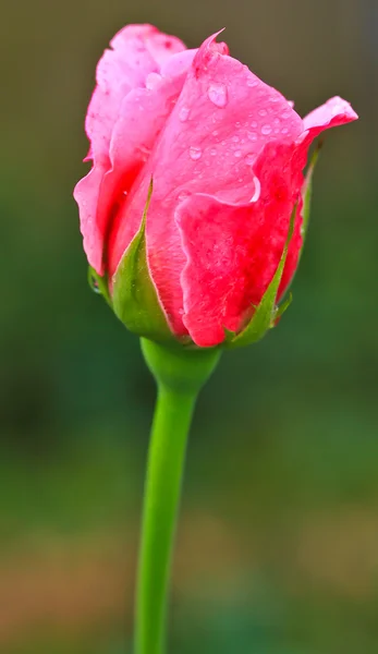 Rosa rosa — Fotografia de Stock