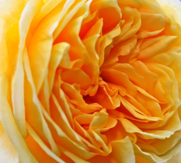 黄玫瑰 — 图库照片