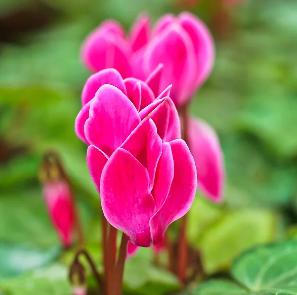 Cyclamen bloemen — Stockfoto