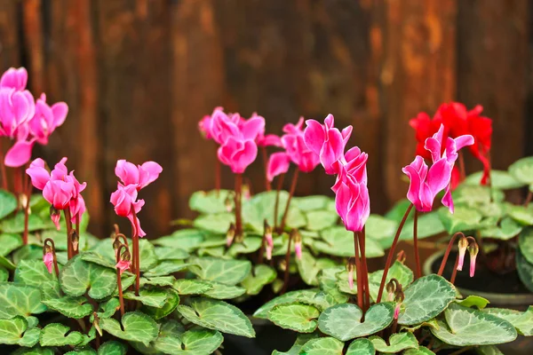 Cyclamen bloemen — Stockfoto