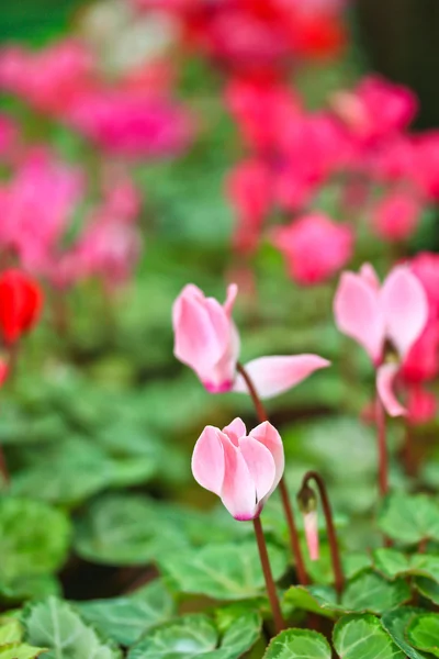 Cyclamen bloemen — Stockfoto