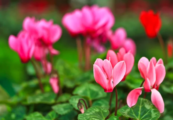 Cyklamen blommor — Stockfoto