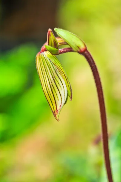 Orchidee — Stockfoto