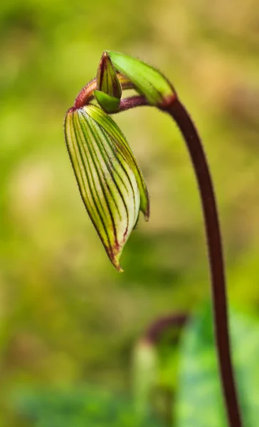 Orchid — Stock Photo, Image