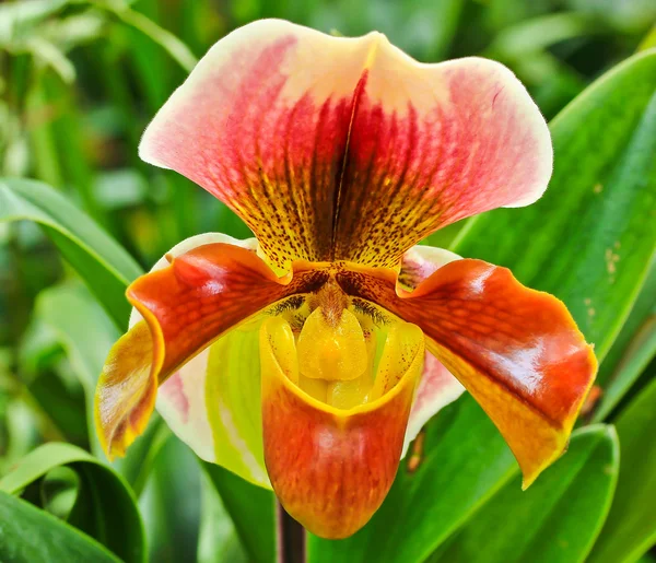 Orquídea — Foto de Stock