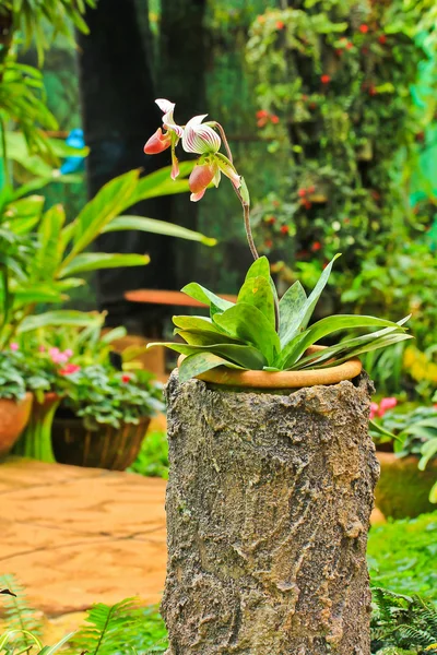 Orquídea — Fotografia de Stock