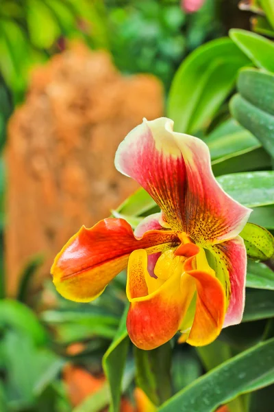 Orquídea —  Fotos de Stock