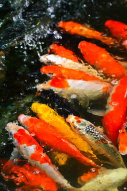 renkli koi veya sazan