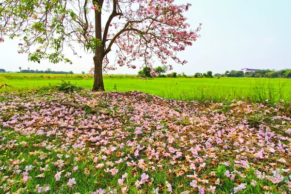 Tabebuia rosea — Fotografia de Stock