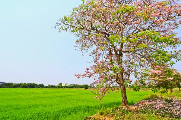 Tabebuia rosea — Stock Photo, Image