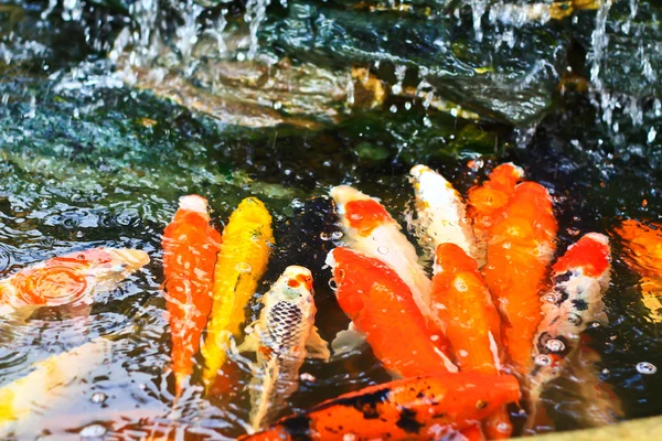 Colorful Koi or carp — Stock Photo, Image