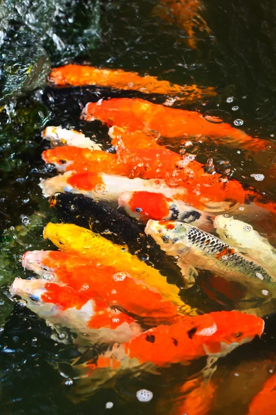 Colorful Koi or carp — Stock Photo, Image