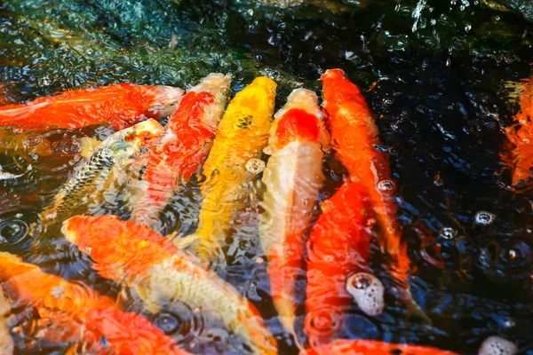 Kleurrijke koi of carp — Stockfoto