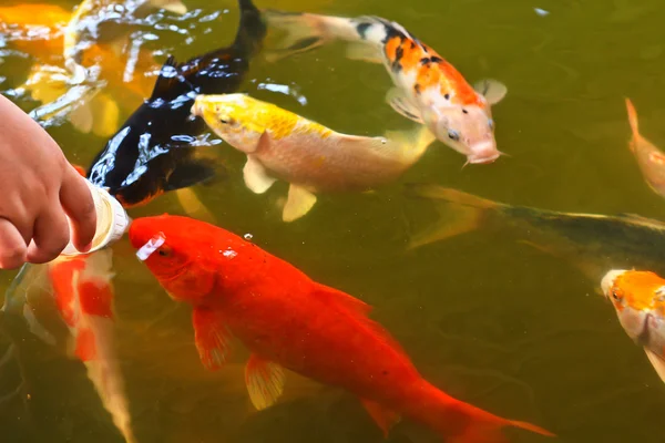 Kleurrijke koi of carp — Stockfoto