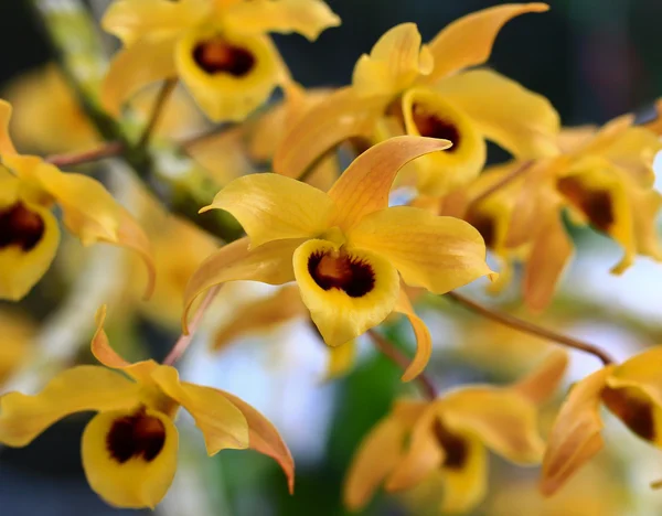 Orquídea — Foto de Stock