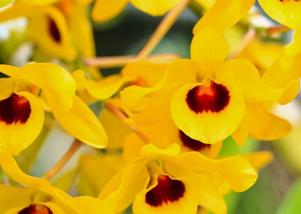 Orquídea — Fotografia de Stock