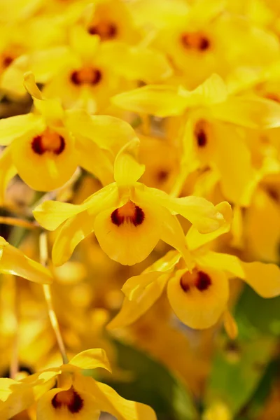 Orchidee — Stockfoto