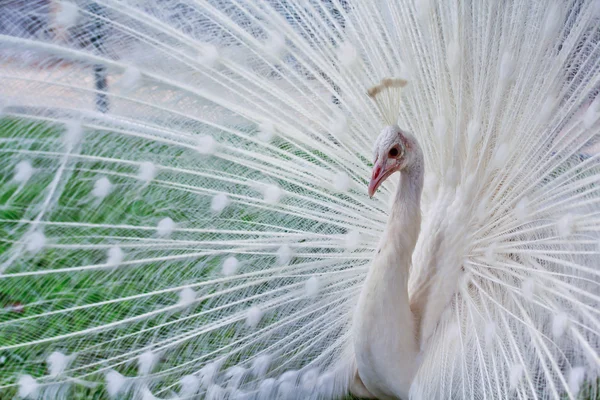 Beyaz tavus kuşu — Stok fotoğraf