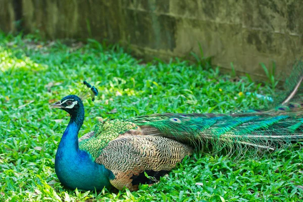 Pavão bonito — Fotografia de Stock