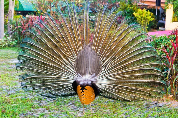 Schöner Pfau — Stockfoto