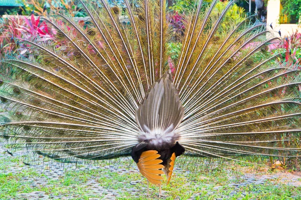 Hermoso pavo real — Foto de Stock