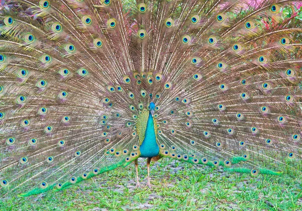 Hermoso pavo real — Foto de Stock