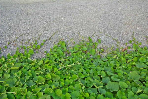 Rebenhintergrund — Stockfoto