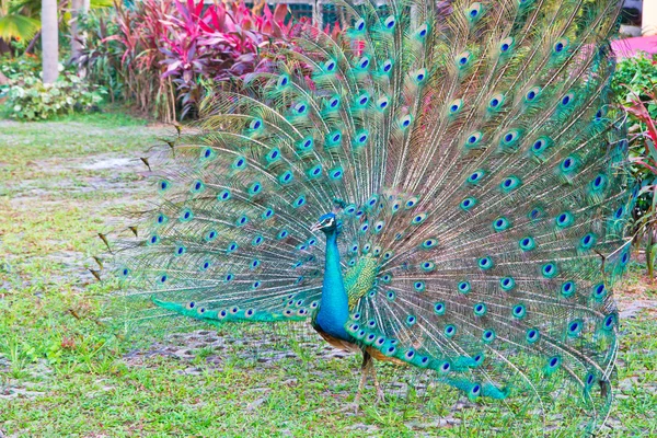 Schöner Pfau — Stockfoto