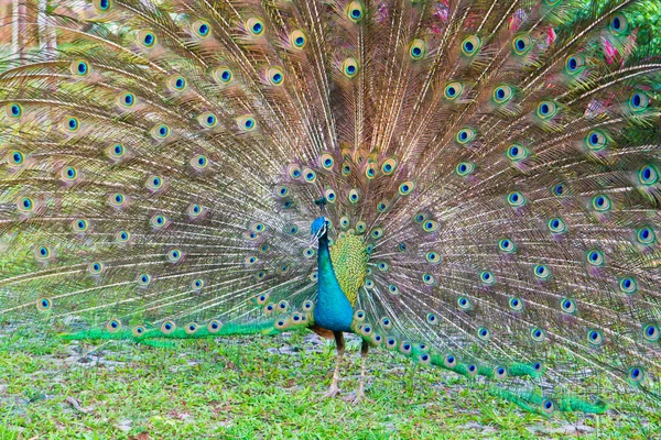 Mooie peacock — Stockfoto