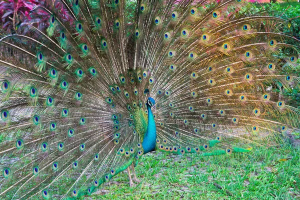 Pavão bonito — Fotografia de Stock