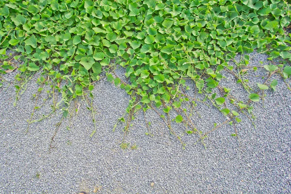 Vine bakgrunder — Stockfoto