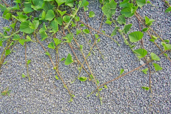 Hintergründe zur Rebsorte — Stockfoto